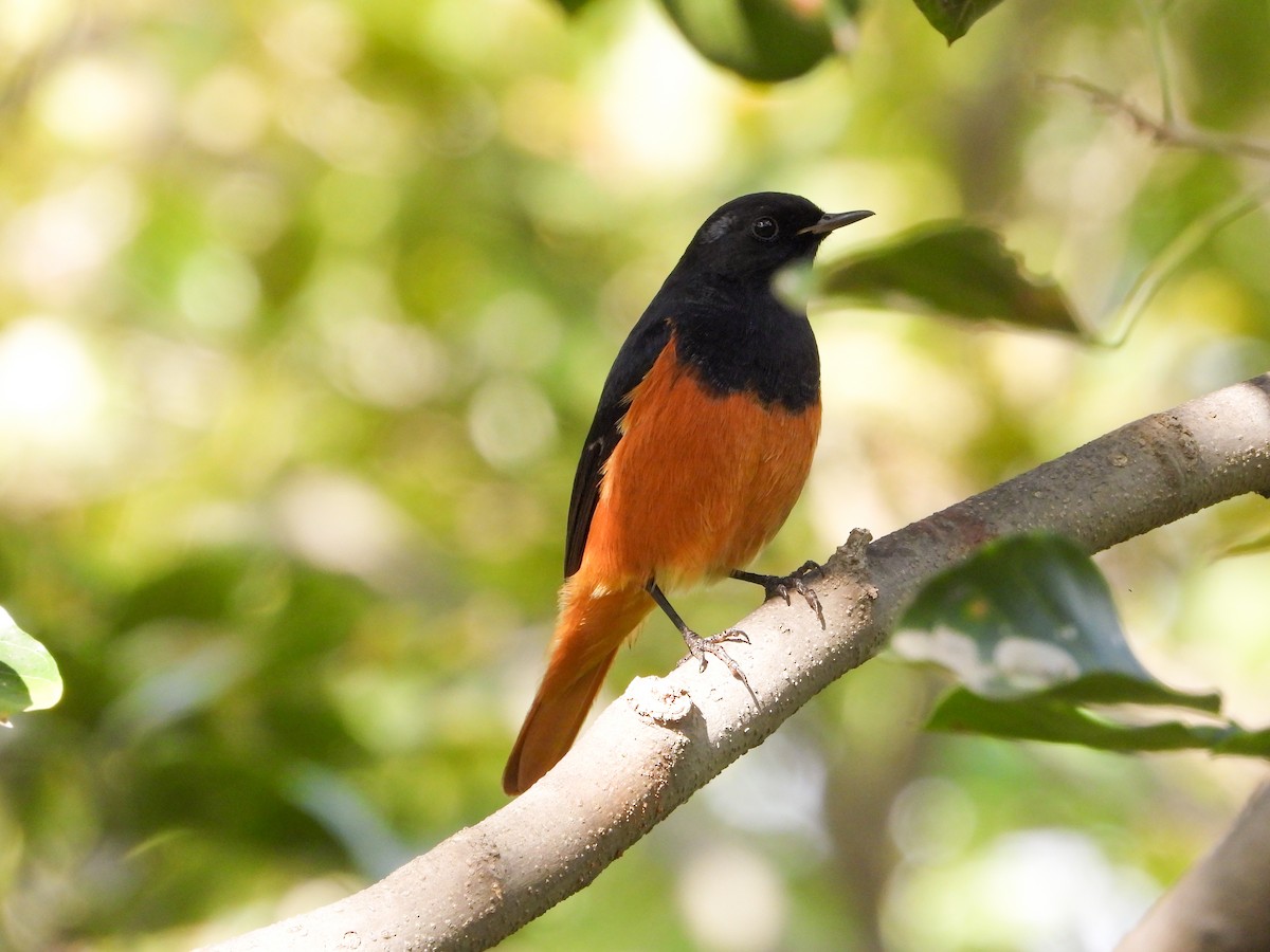 Черная горихвостка - ML646344477