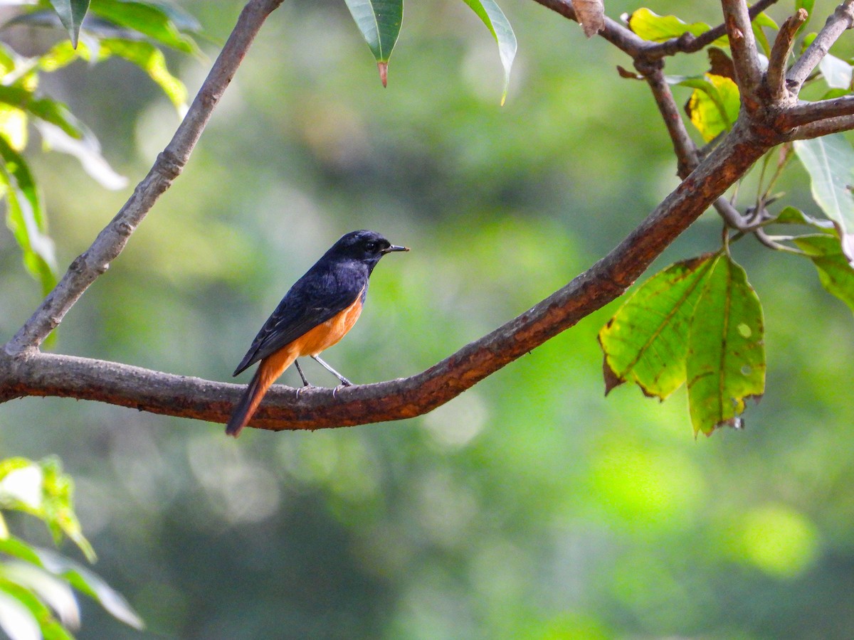 Black Redstart - ML646344478