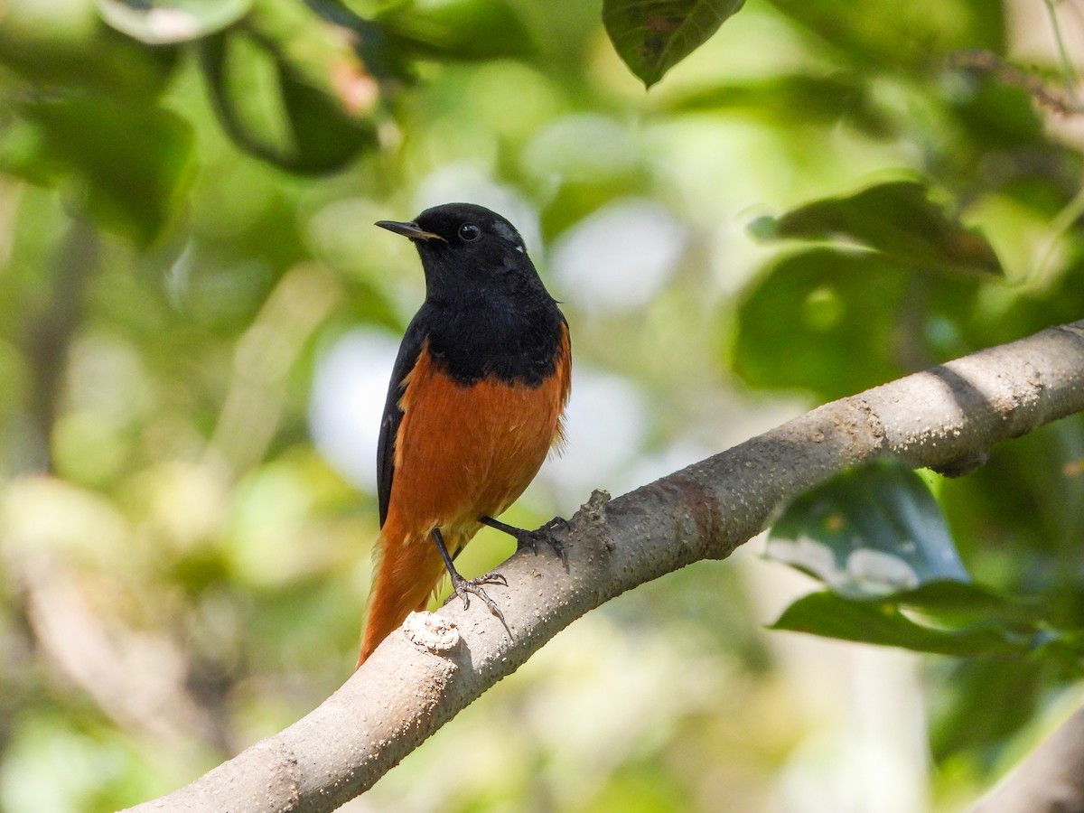 Черная горихвостка - ML646344479