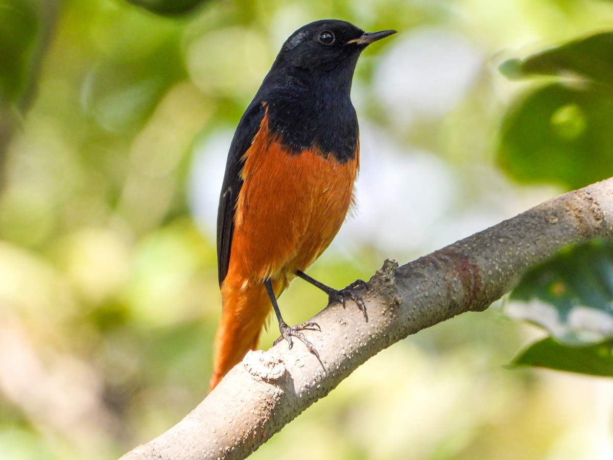 Черная горихвостка - ML646344480