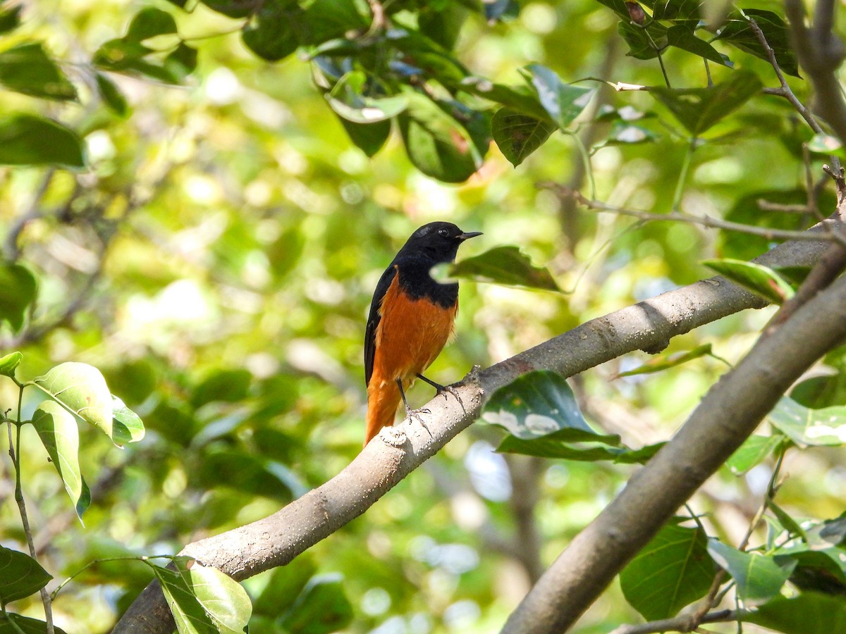 Черная горихвостка - ML646344481