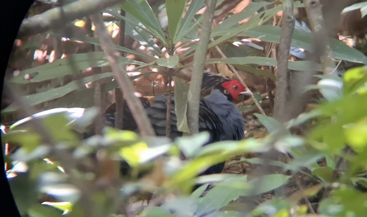 Фазан-прелат - ML646344482