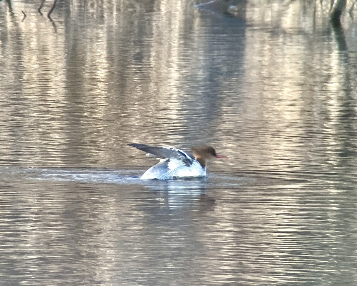 唐秋沙 - ML646344484