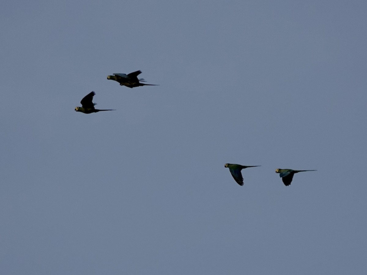 Краснобрюхий ара - ML646344485