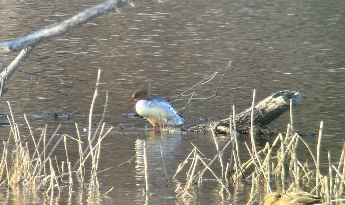 唐秋沙 - ML646344486