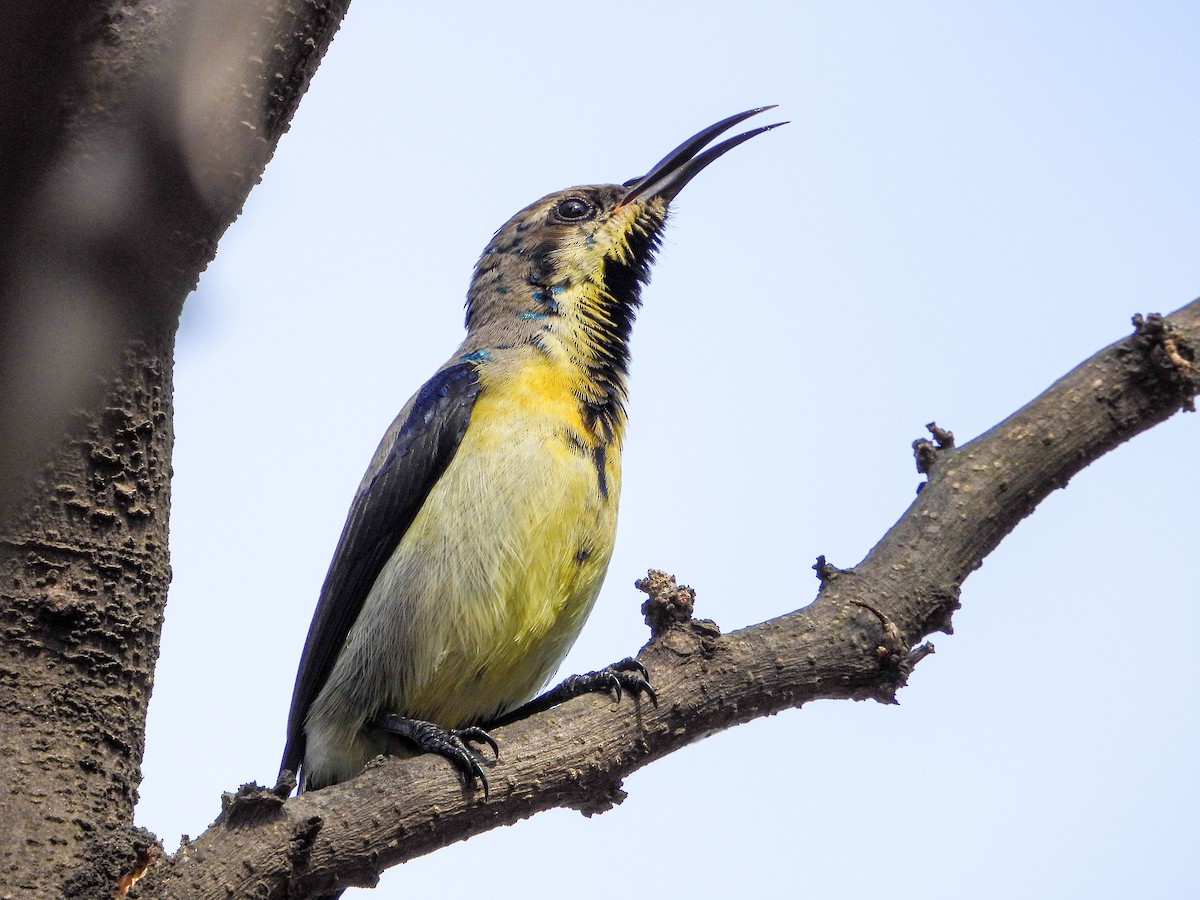 Атласная нектарница - ML646344487