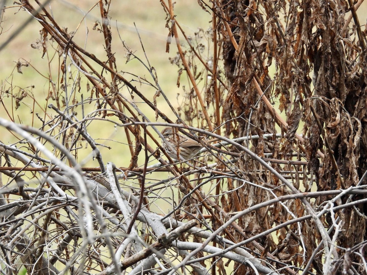 Певчая овсянка - ML646344488