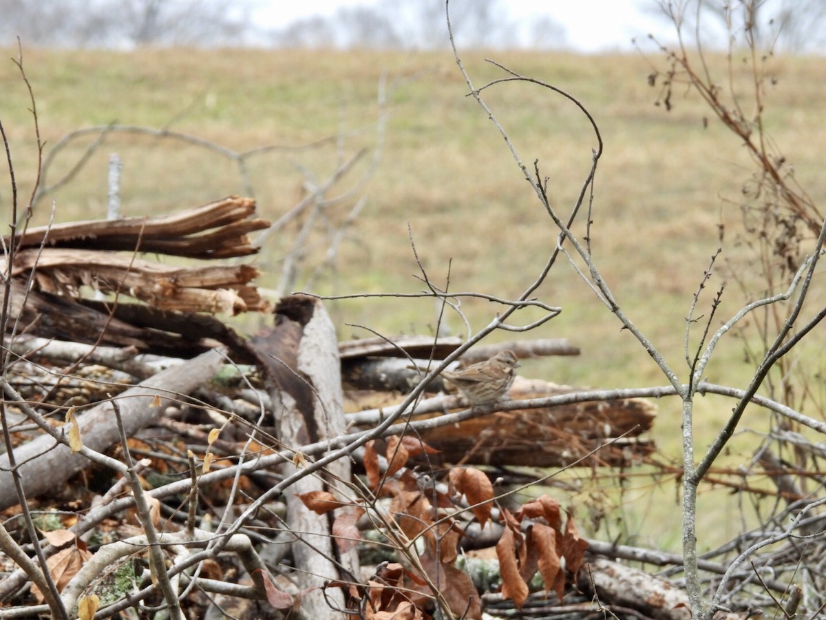 Певчая овсянка - ML646344489