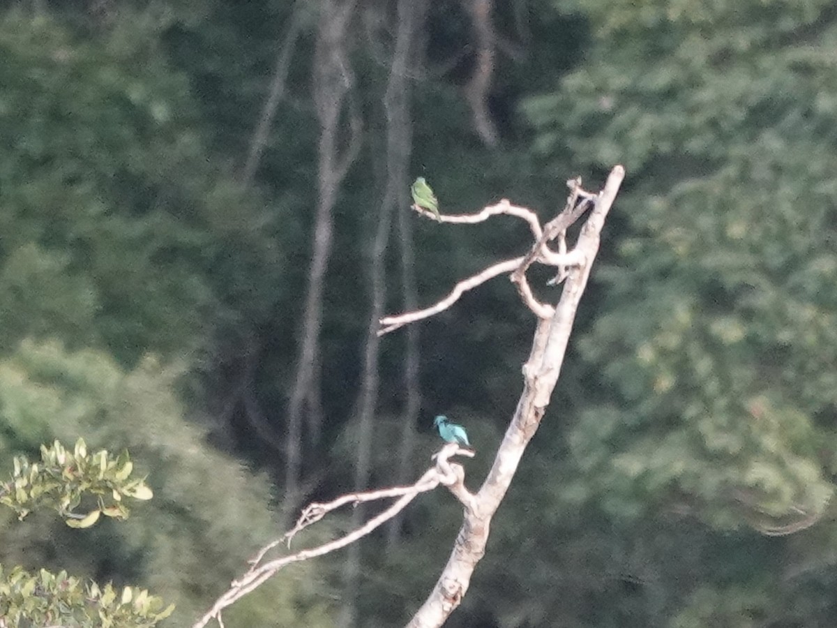 Синий дакнис - ML646344491