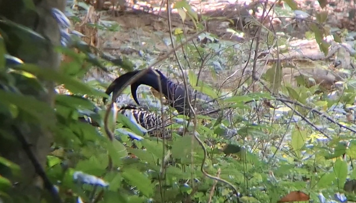 Фазан-прелат - ML646344492