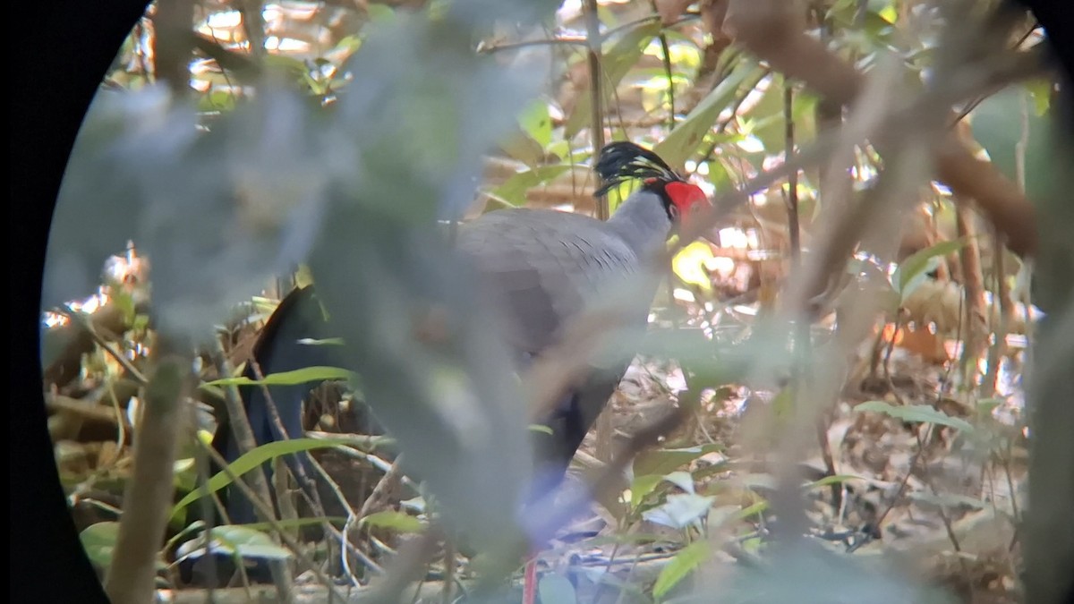 Фазан-прелат - ML646344493