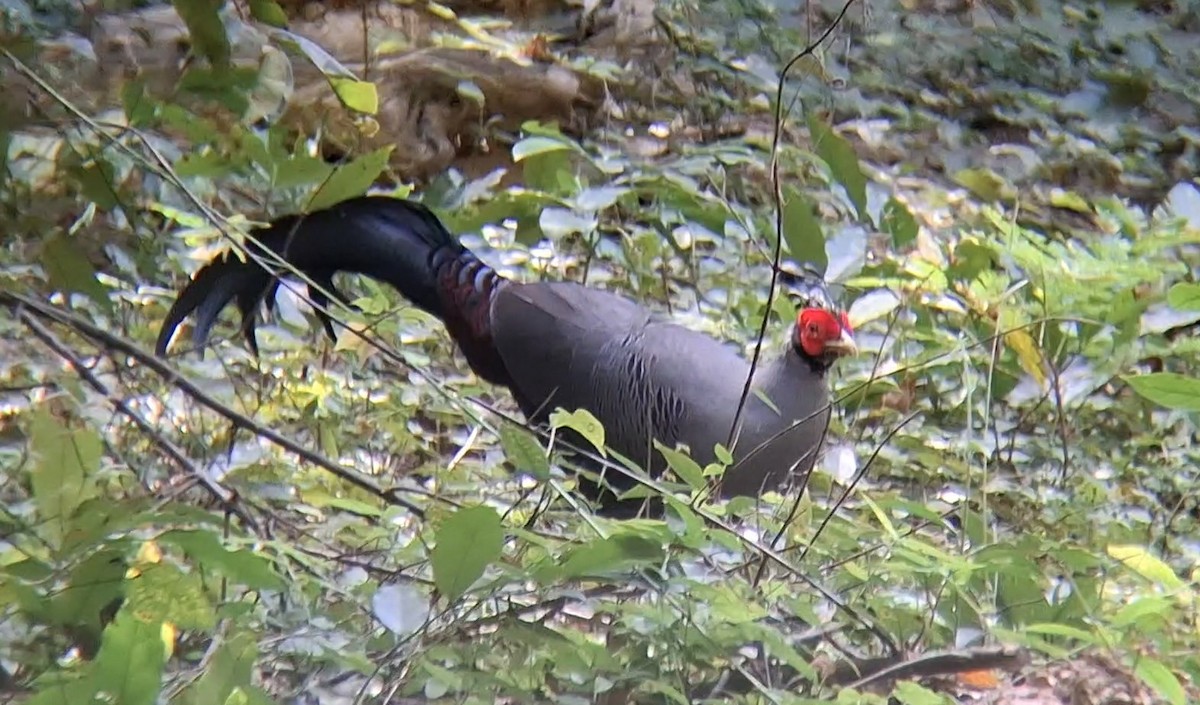 Фазан-прелат - ML646344494