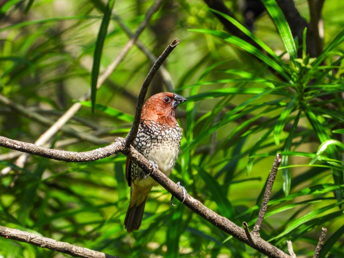 Чешуйчатая муния - ML646344495