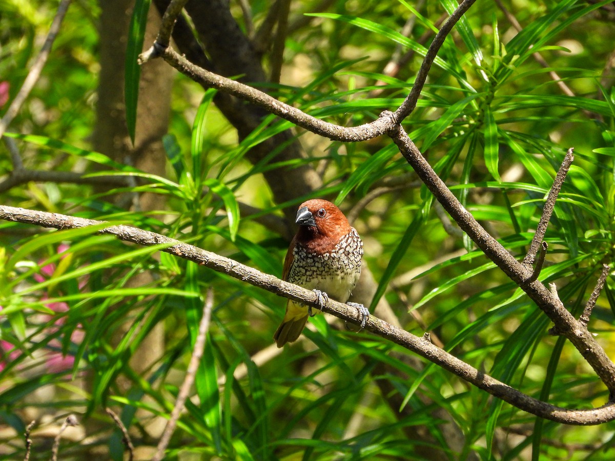 Чешуйчатая муния - ML646344496