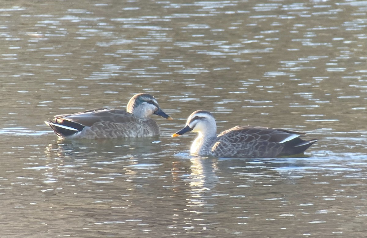 Кряква x Чёрная кряква (гибрид) - ML646344497