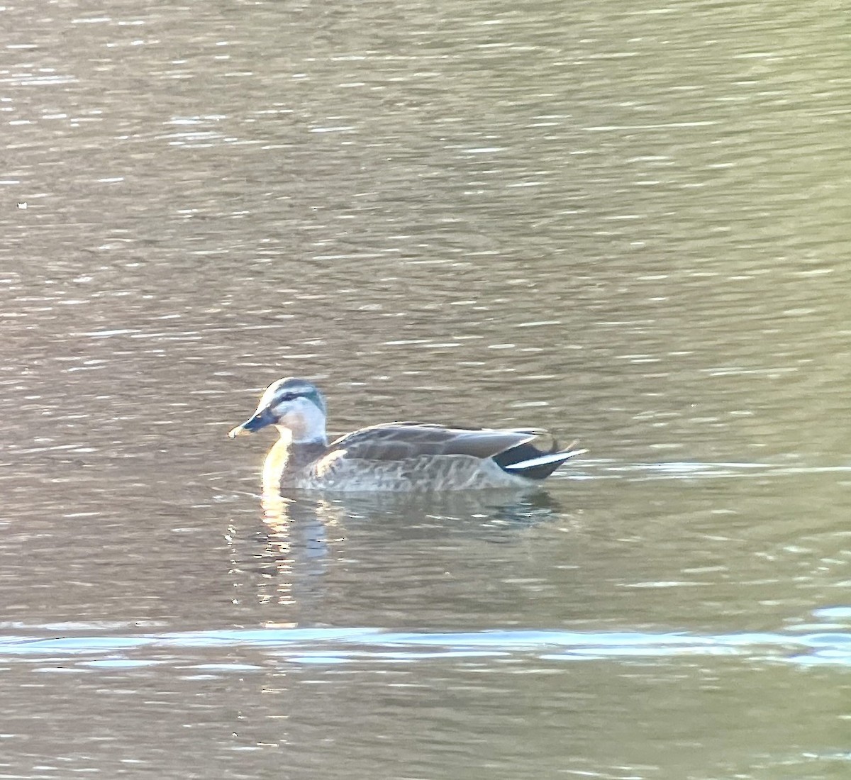 Кряква x Чёрная кряква (гибрид) - ML646344498