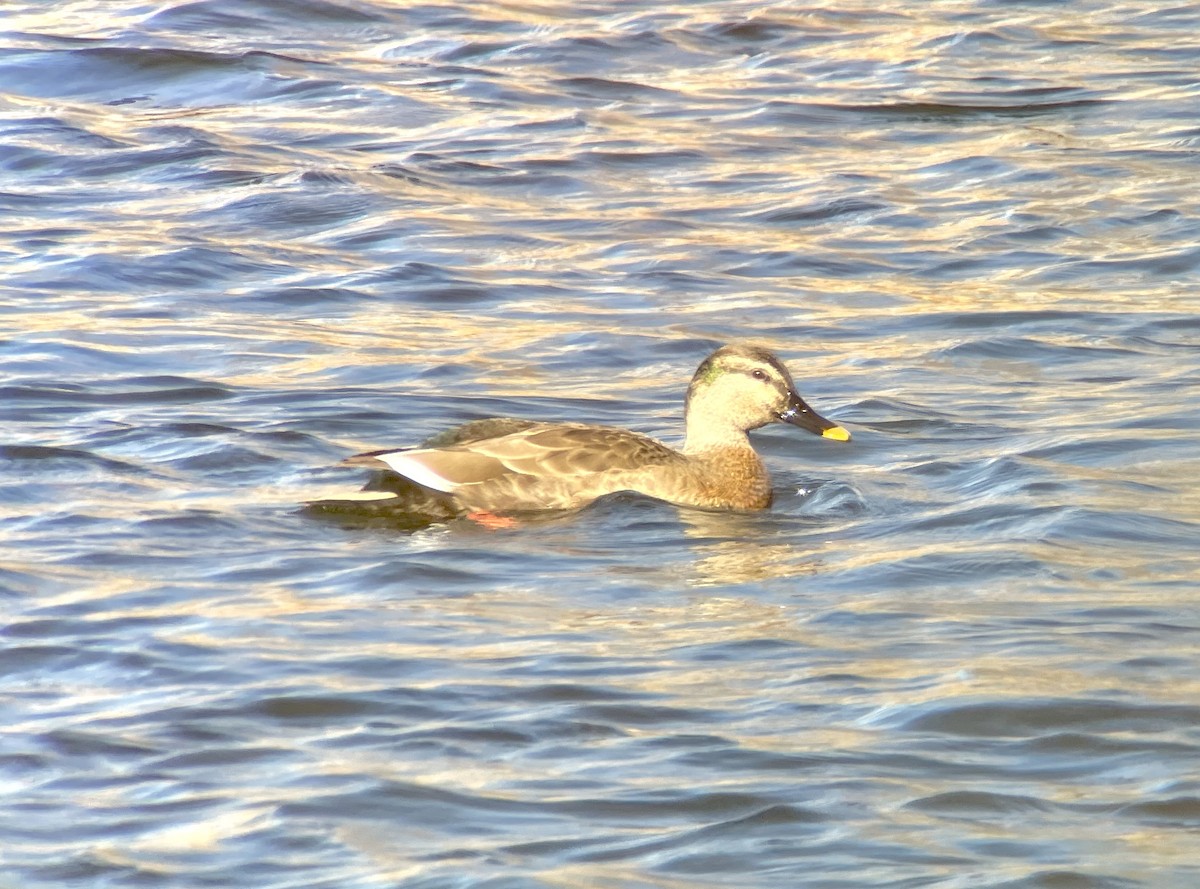 Кряква x Чёрная кряква (гибрид) - ML646344499