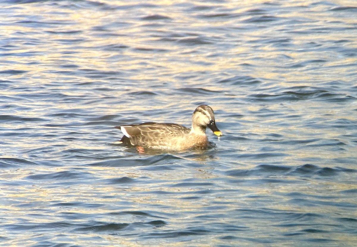 Кряква x Чёрная кряква (гибрид) - ML646344500