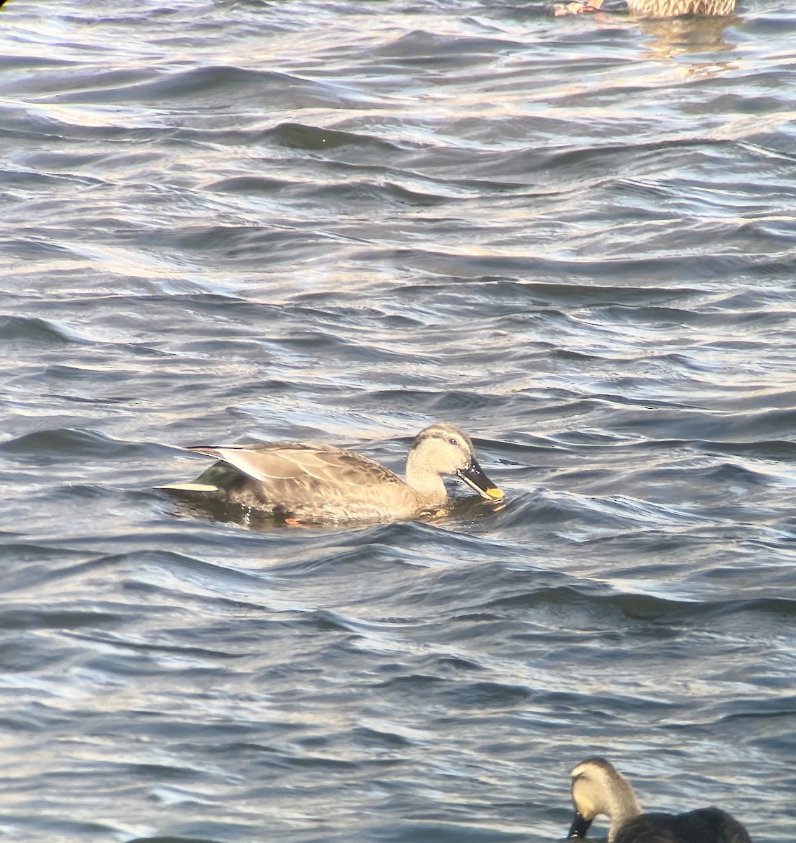 Кряква x Чёрная кряква (гибрид) - ML646344501