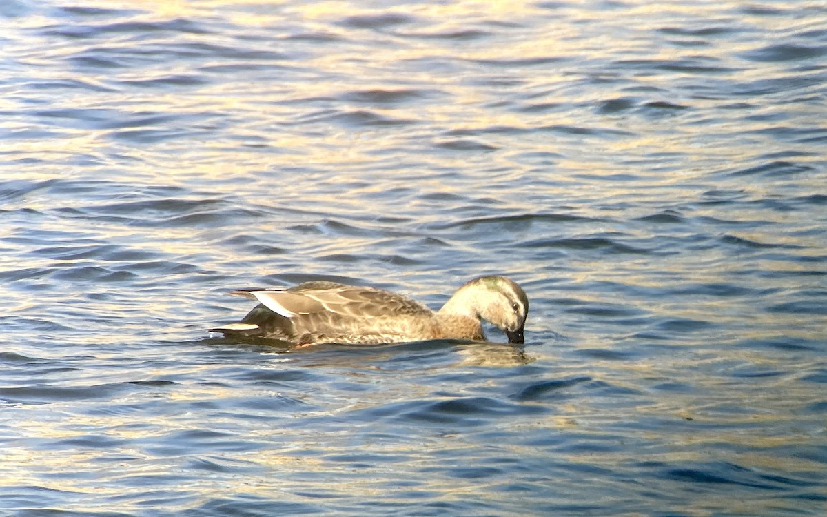 Кряква x Чёрная кряква (гибрид) - ML646344502