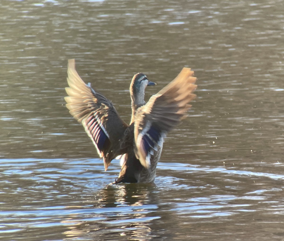 Кряква x Чёрная кряква (гибрид) - ML646344503