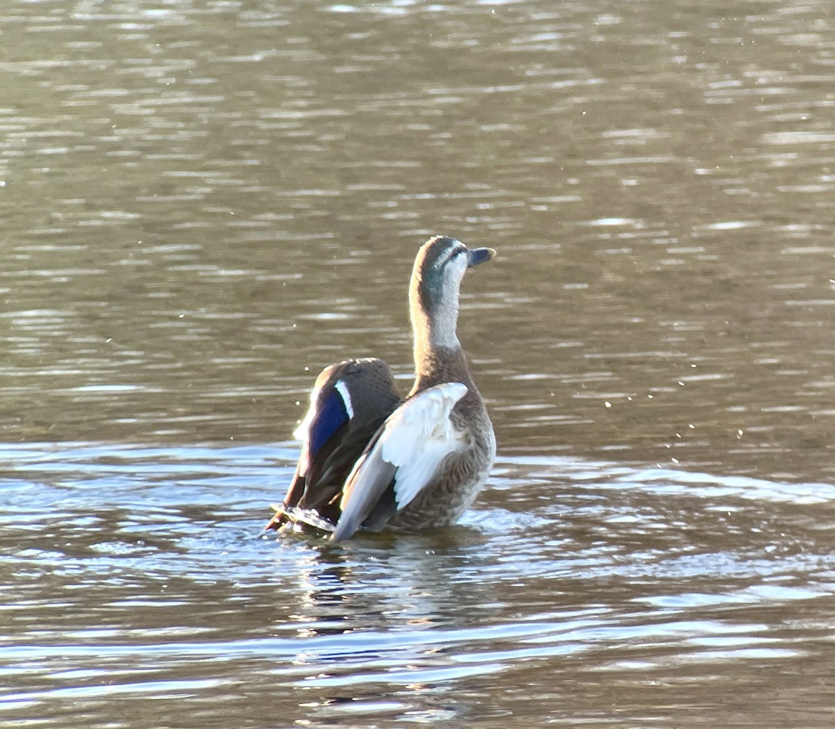 Кряква x Чёрная кряква (гибрид) - ML646344504