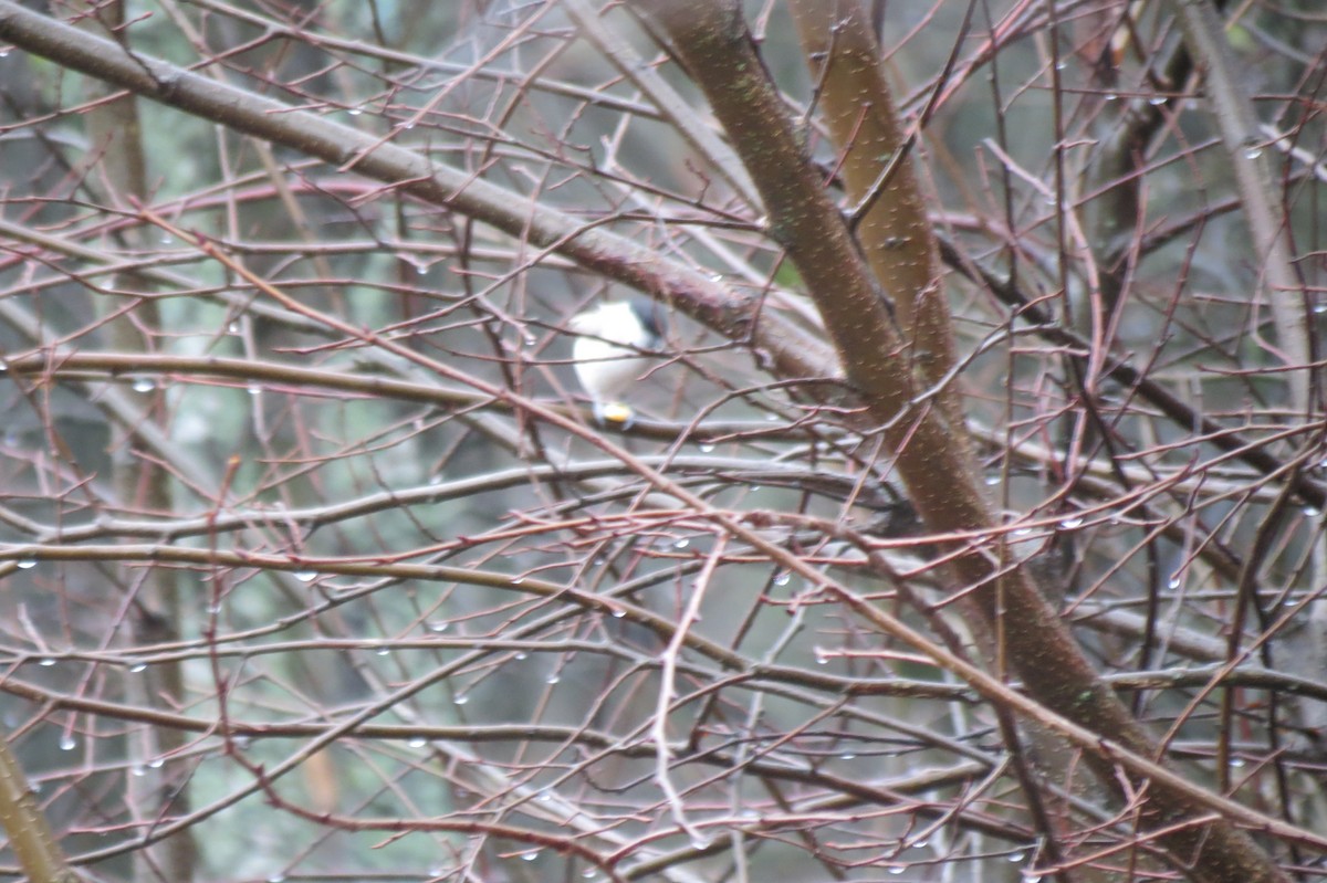 Черноголовая гаичка - ML646344506