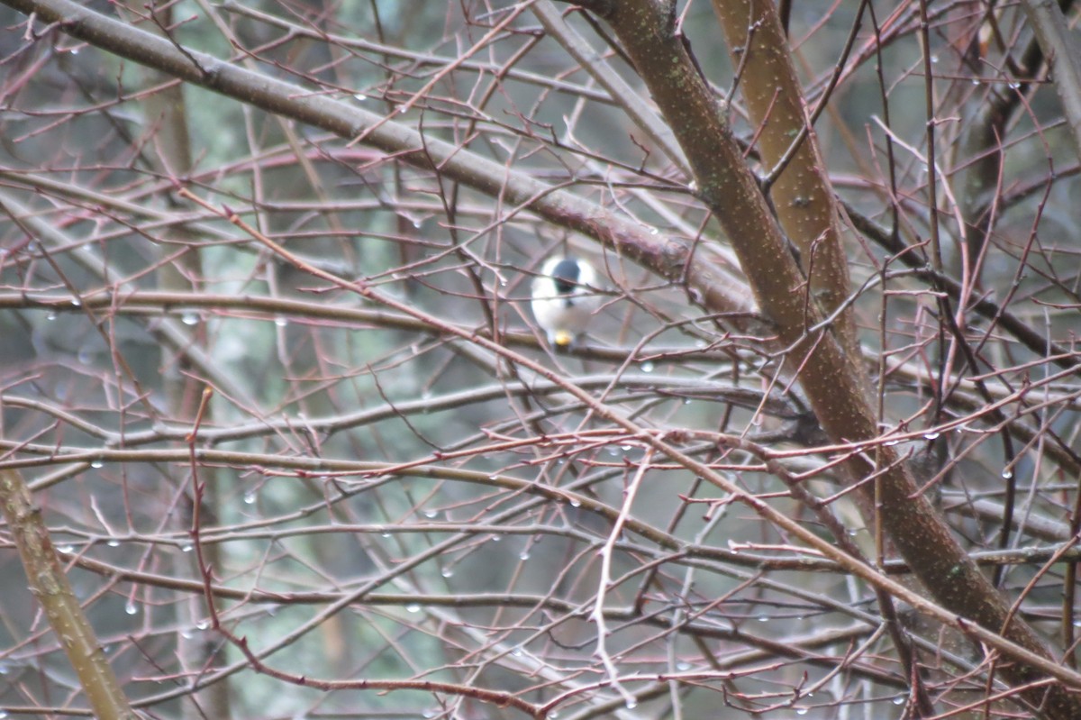 Черноголовая гаичка - ML646344507