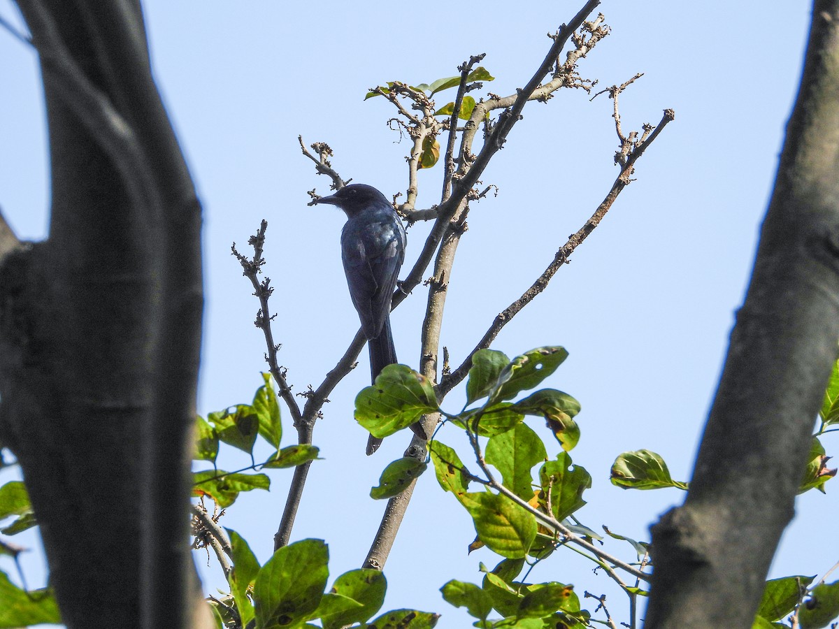 Пепельный дронго - ML646344509