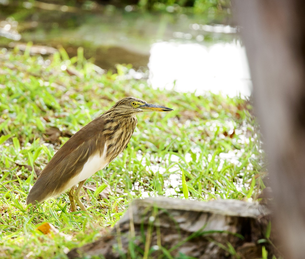 Белокрылая цапля - ML646344511