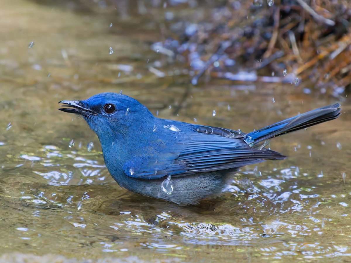 Бледно-голубая нильтава - ML646344512