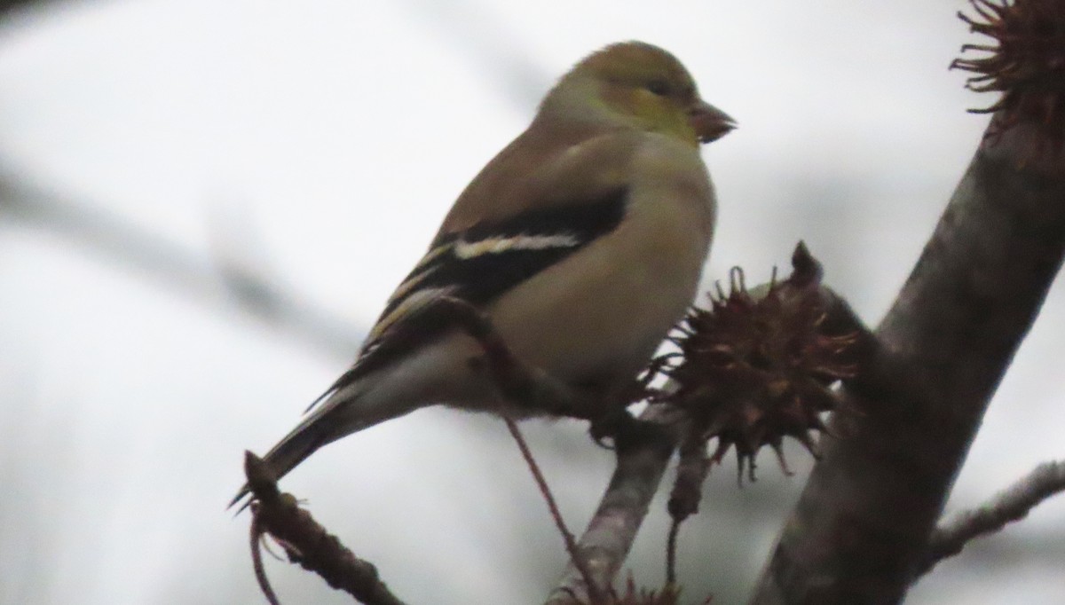 Американский чиж - ML646344513