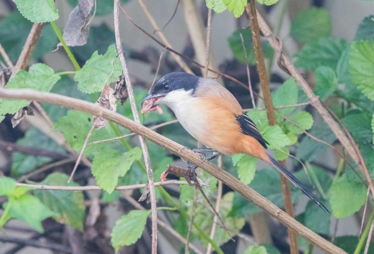 Long-tailed Shrike - ML646344514