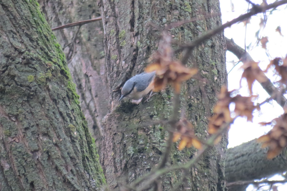 Eurasian Nuthatch - ML646344515