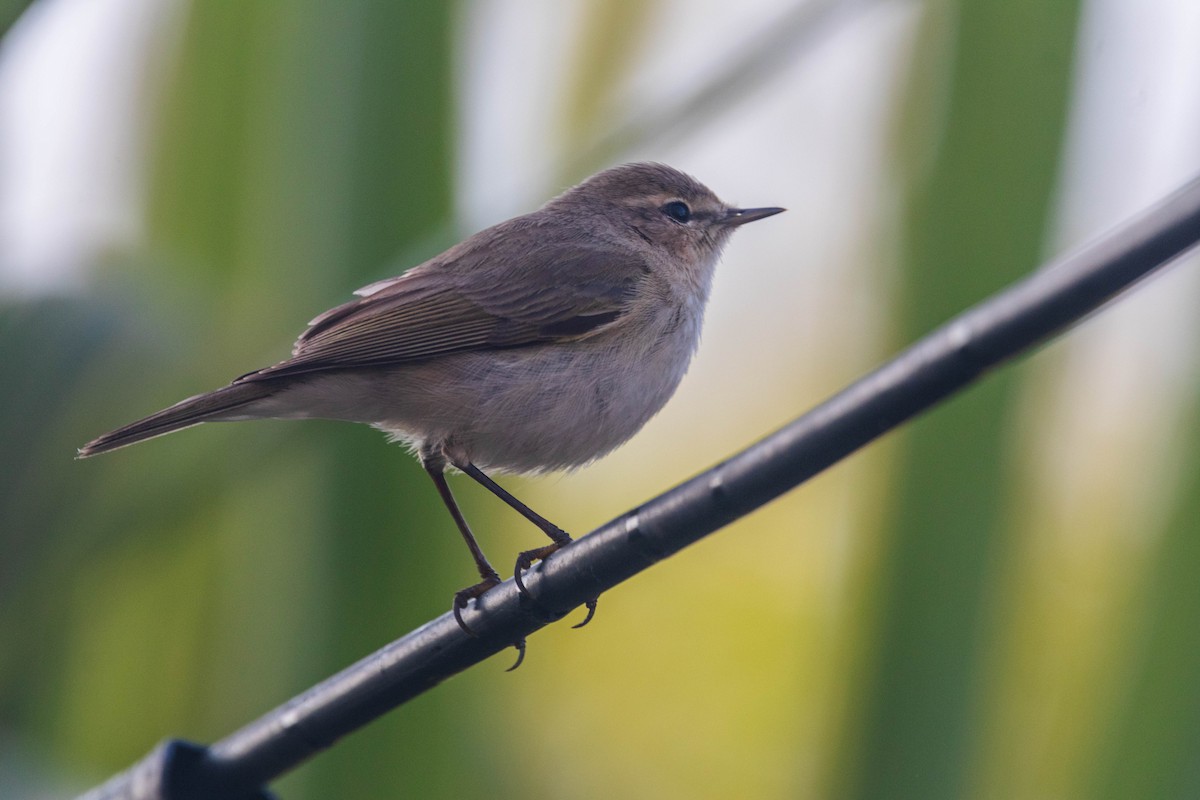 Common Chiffchaff - ML646344516