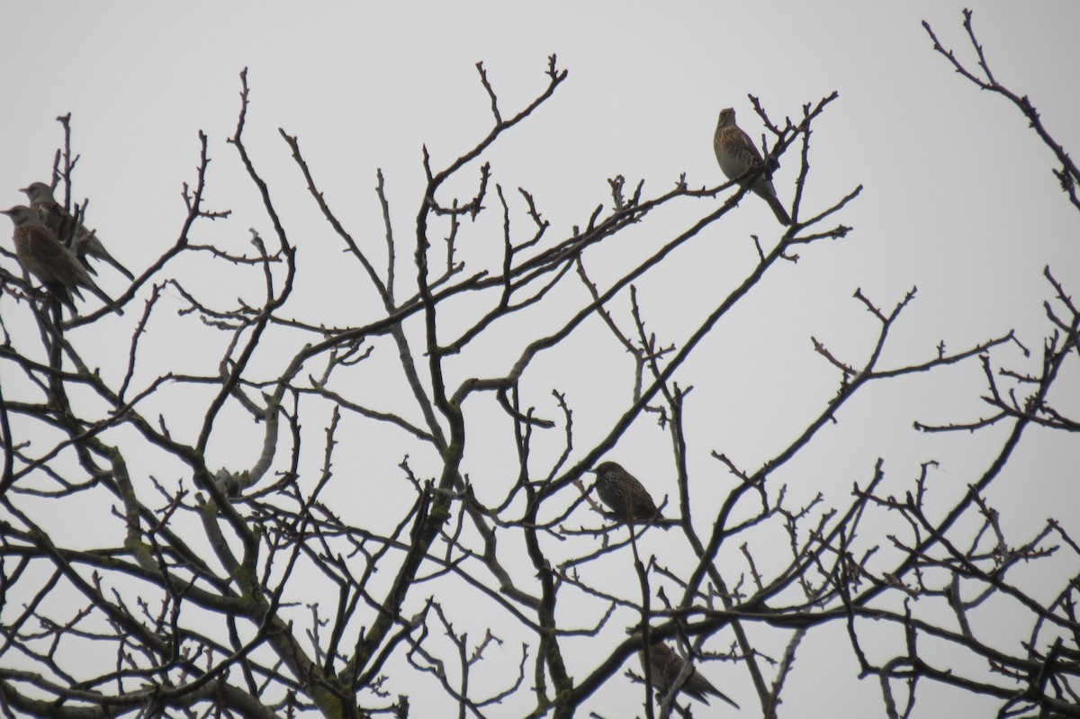 European Starling - ML646344517