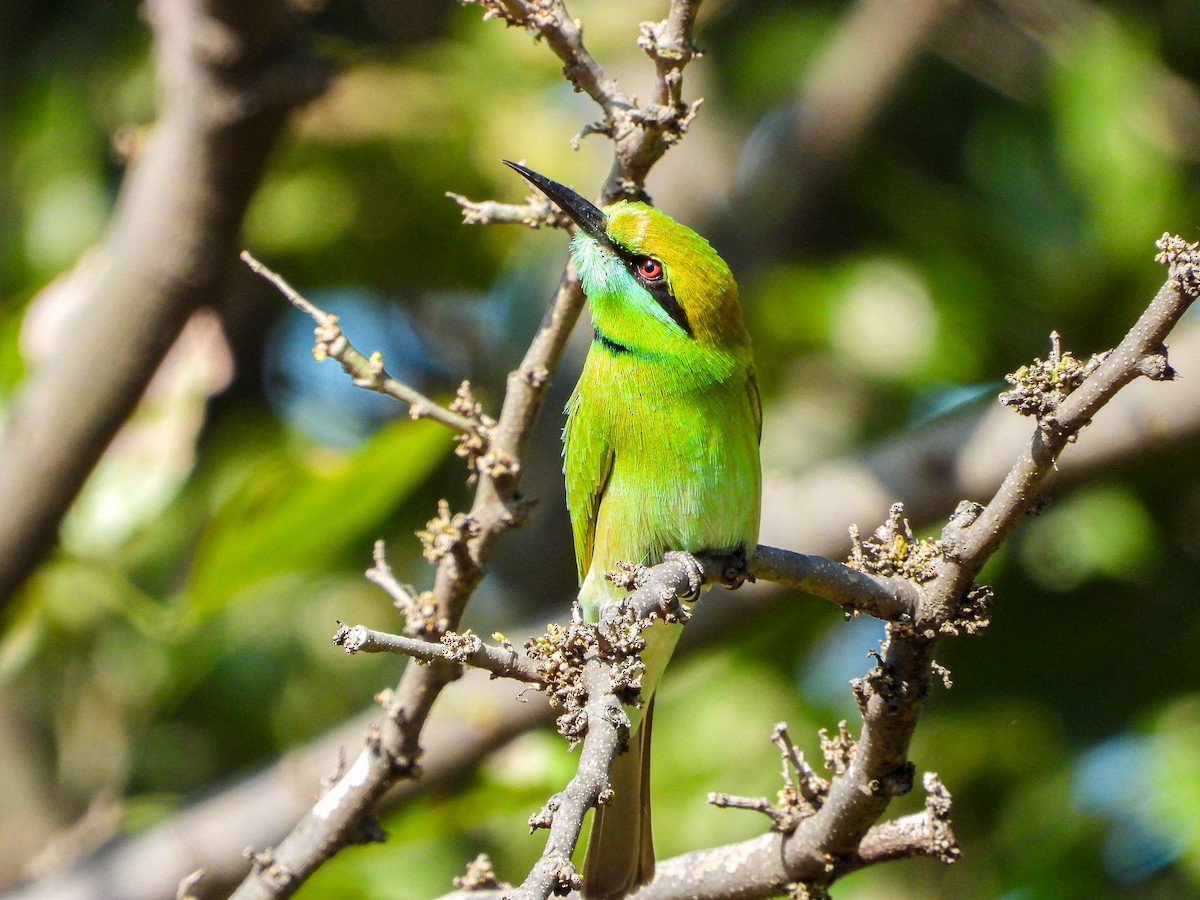 Asian Green Bee-eater - ML646344520