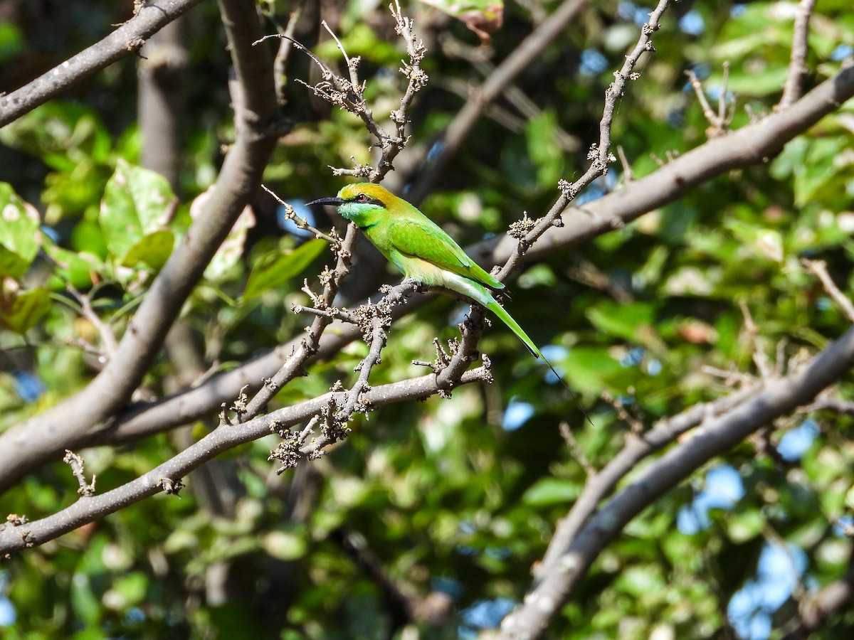 Asian Green Bee-eater - ML646344521