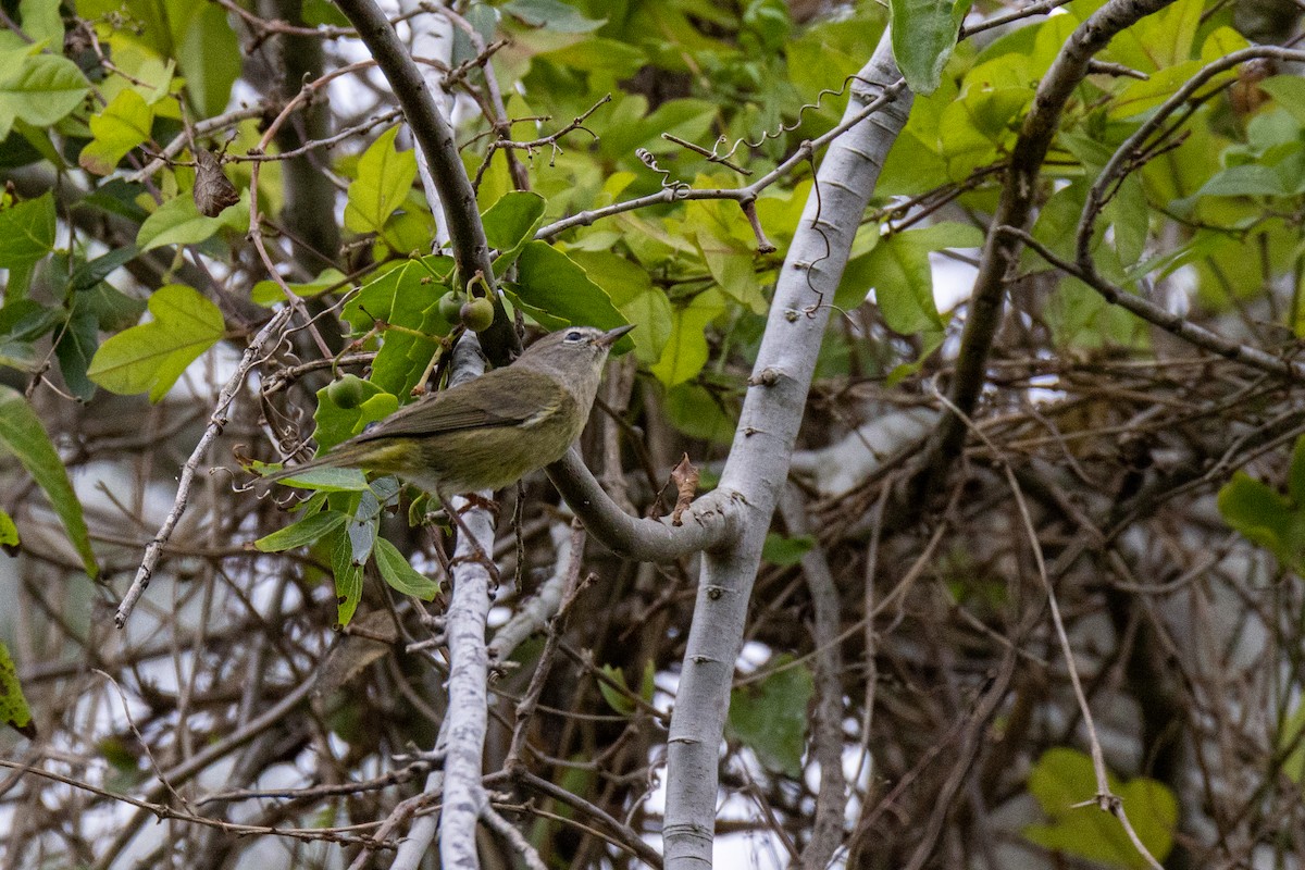 Orange-crowned Warbler - ML646344522