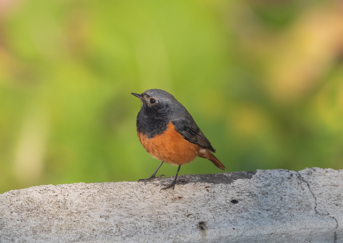 Black Redstart - ML646344524