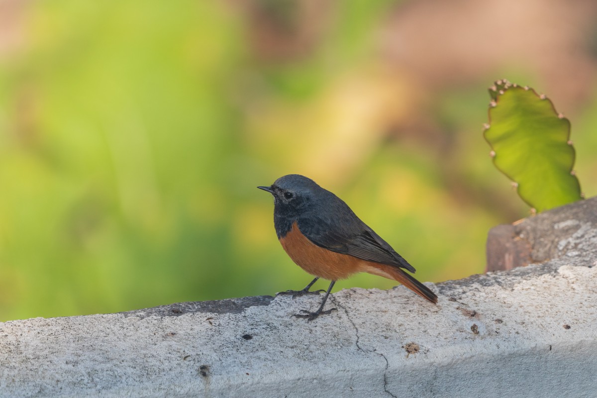 Black Redstart - ML646344525