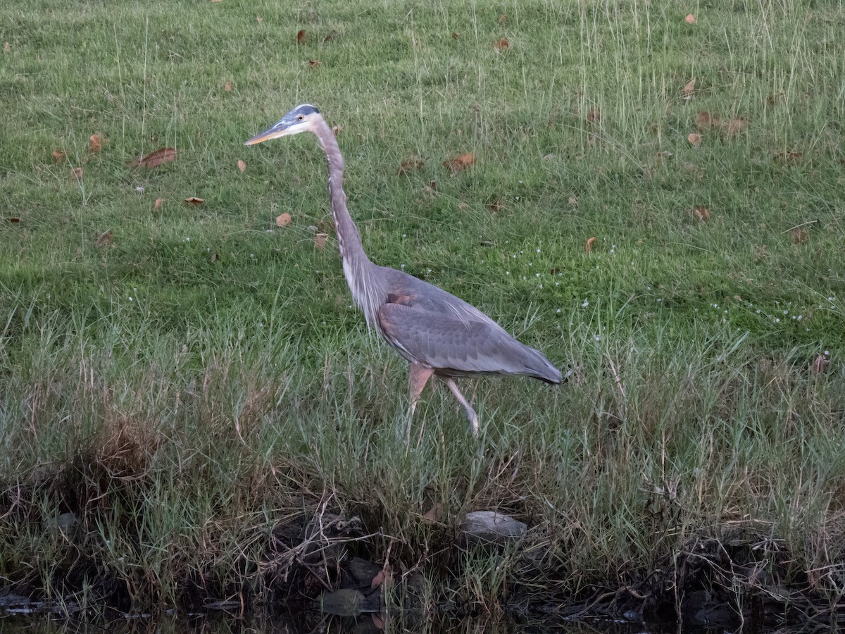 Great Blue Heron - ML646344526