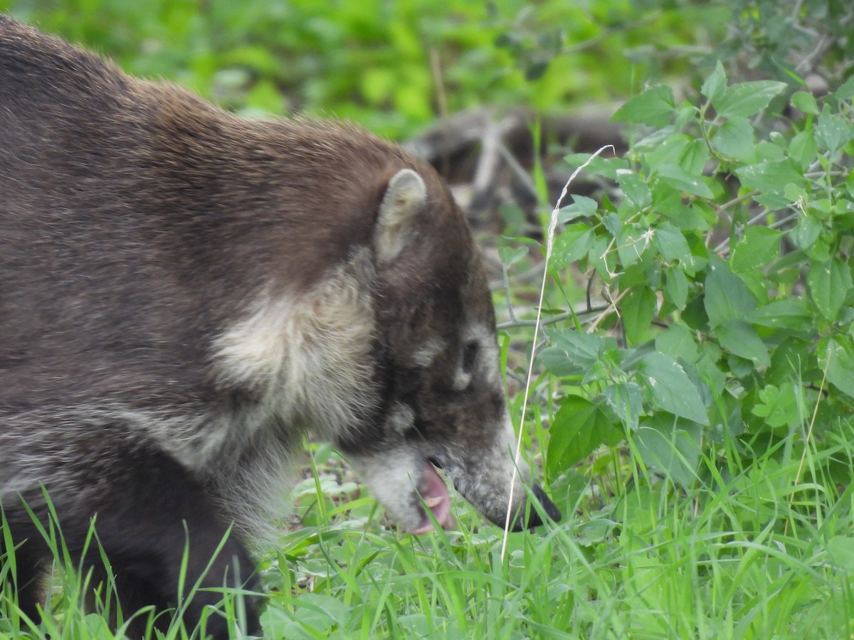 Mammals - ML646344527