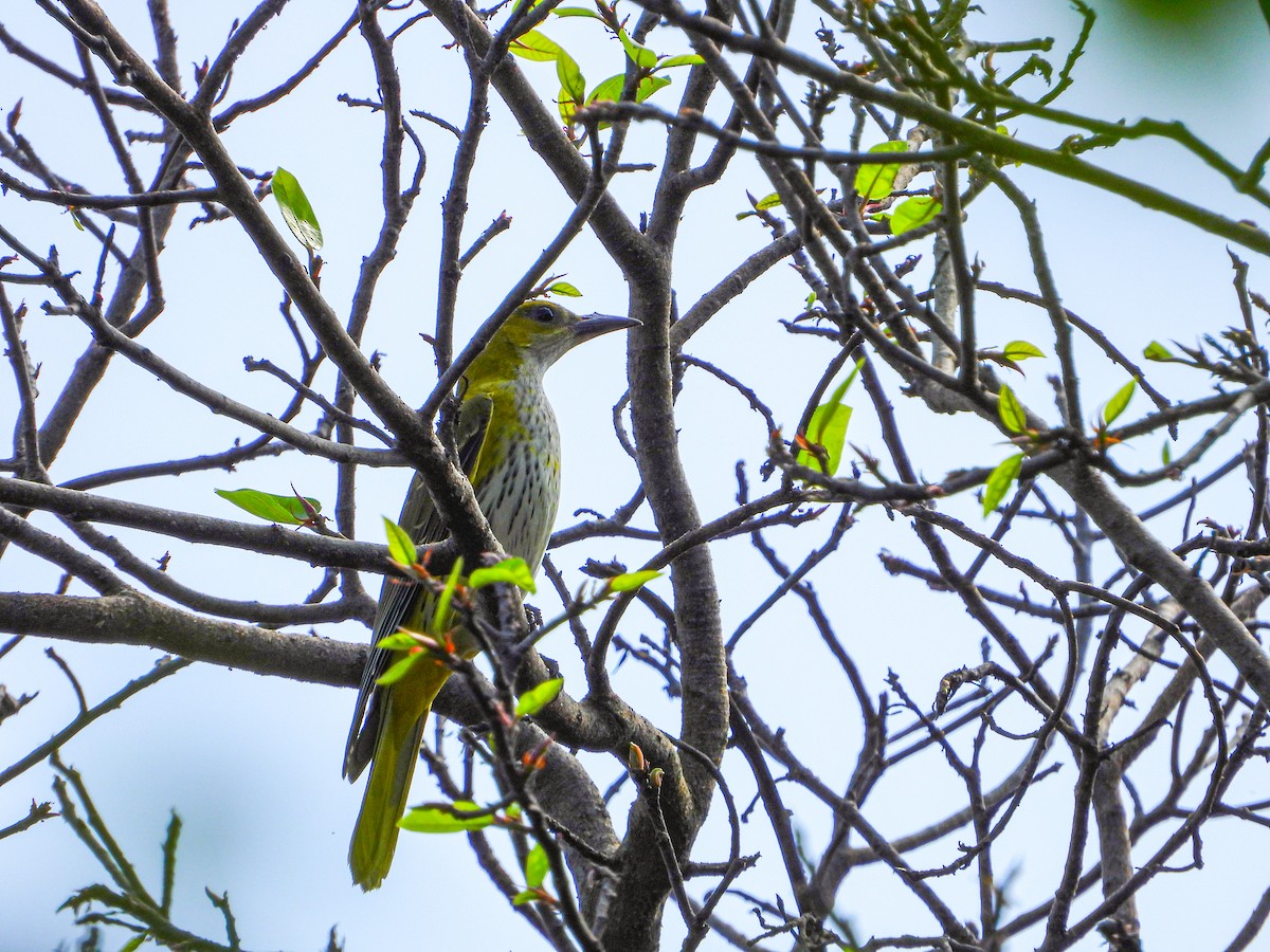 Indian Golden Oriole - ML646344529