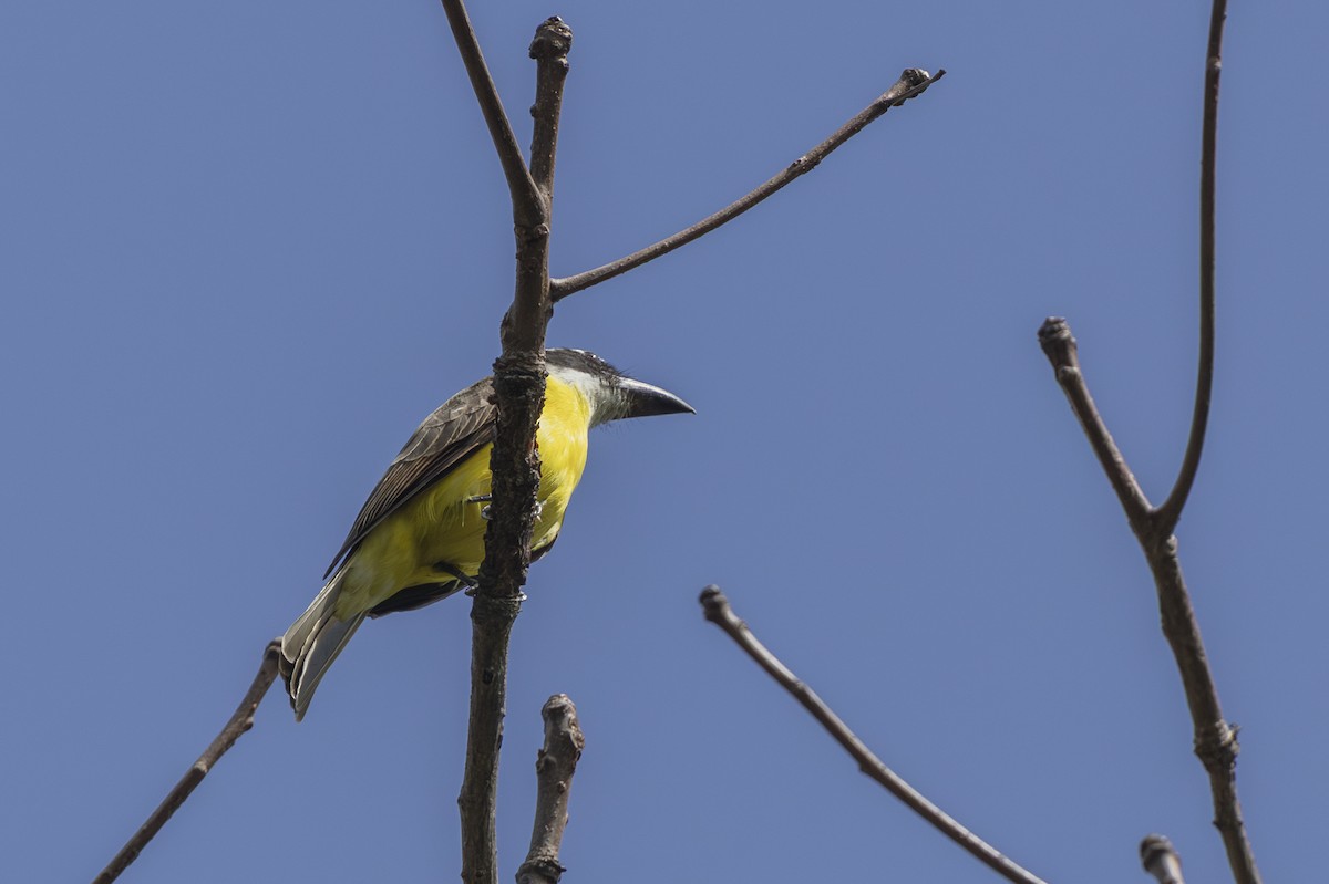 Пітанга-великодзьоб - ML646344531