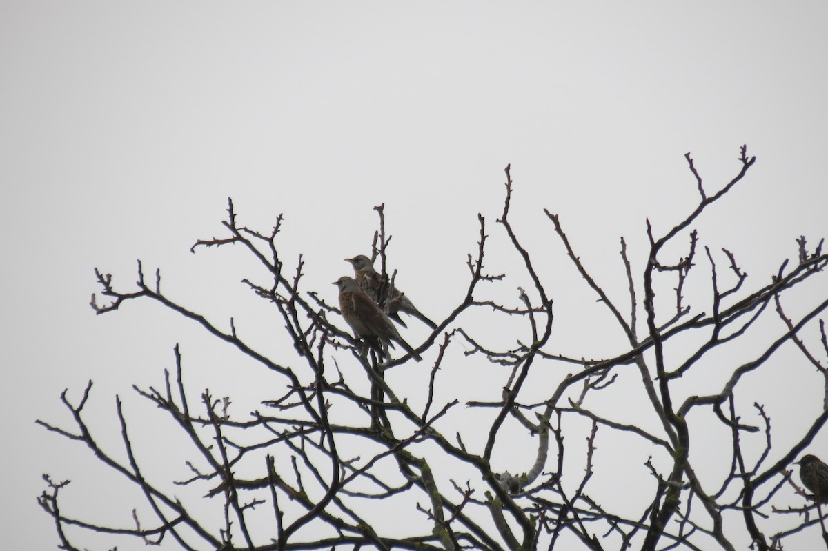 Fieldfare - ML646344532