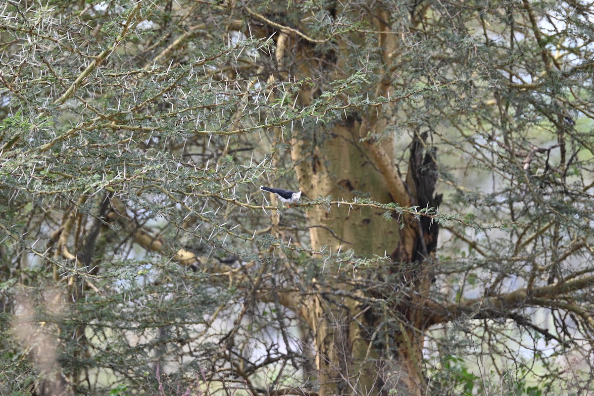 White-crested Helmetshrike - ML646344534