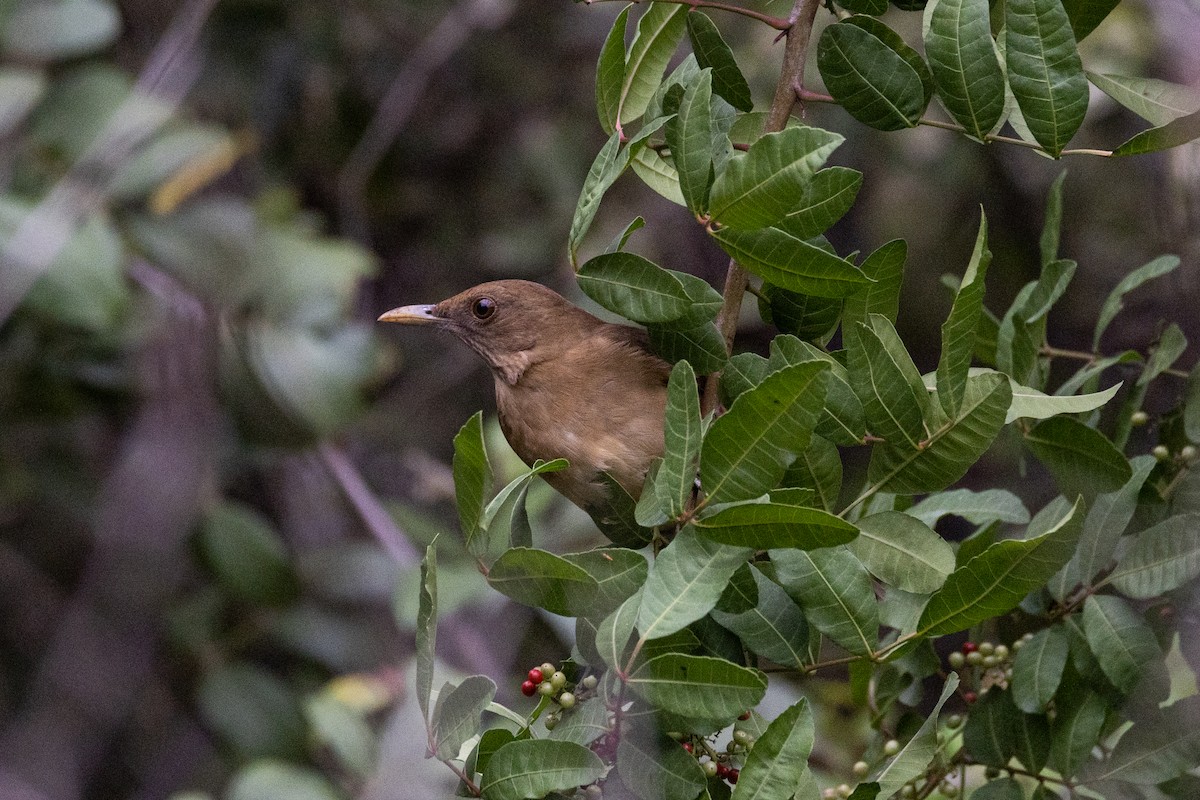 Clay-colored Thrush - ML646344540