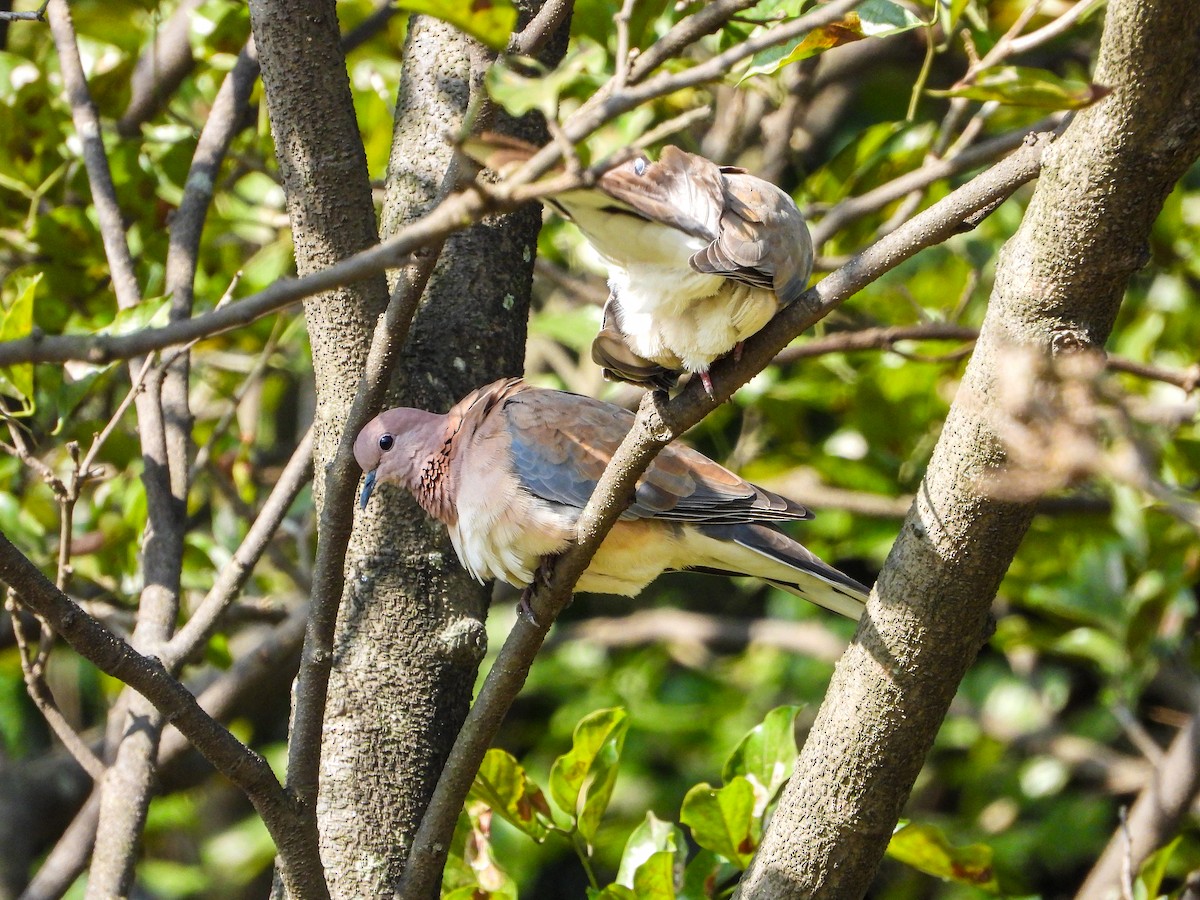 Laughing Dove - ML646344542