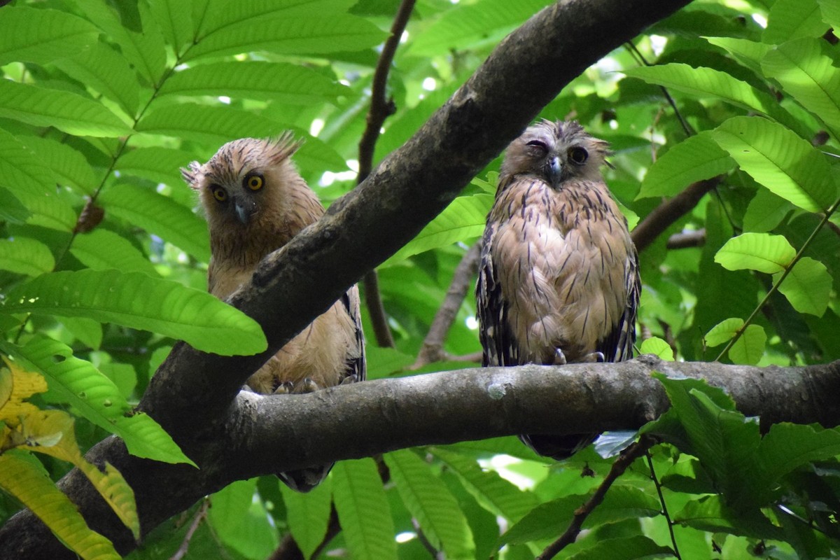 Buffy Fish-Owl - ML646344543